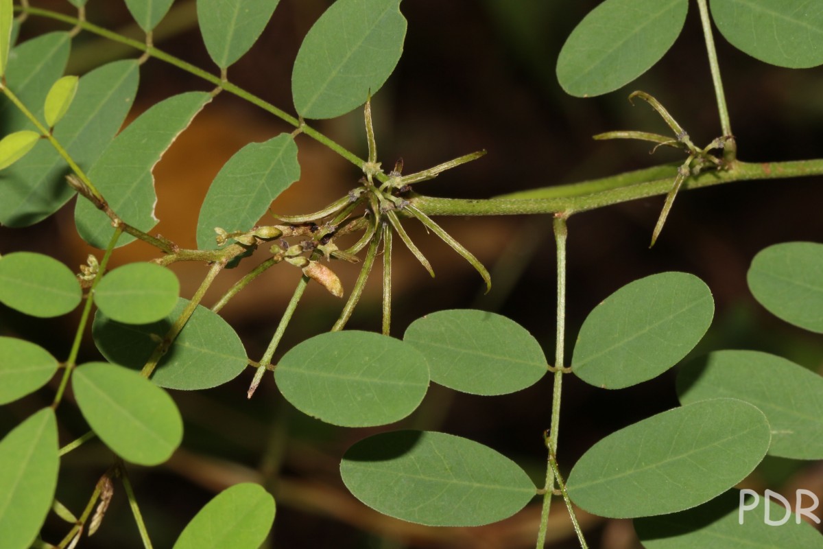 Indigofera tinctoria L.